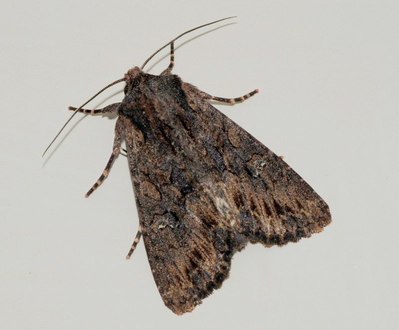 Conferma ID Noctuidae